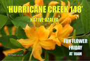 - Azalea 'Hurricane Creek #148’ Yellow Native Azalea - Mr Maple │ Buy Japanese Maple Trees