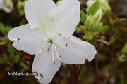 - Azalea 'Irish Cream’ Holly Springs White Azalea - Mr Maple │ Buy Japanese Maple Trees