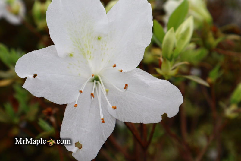 - Azalea 'Irish Cream’ Holly Springs White Azalea - Mr Maple │ Buy Japanese Maple Trees