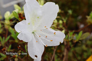 - Azalea 'Irish Cream’ Holly Springs White Azalea - Mr Maple │ Buy Japanese Maple Trees