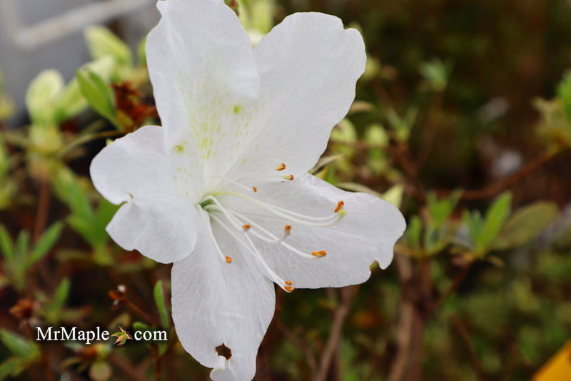 - Azalea 'Irish Cream’ Holly Springs White Azalea - Mr Maple │ Buy Japanese Maple Trees