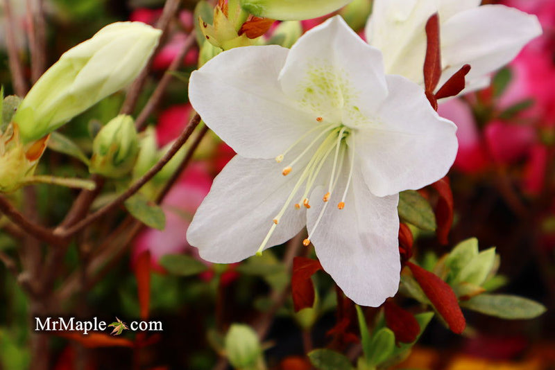 - Azalea 'Irish Cream’ Holly Springs White Azalea - Mr Maple │ Buy Japanese Maple Trees