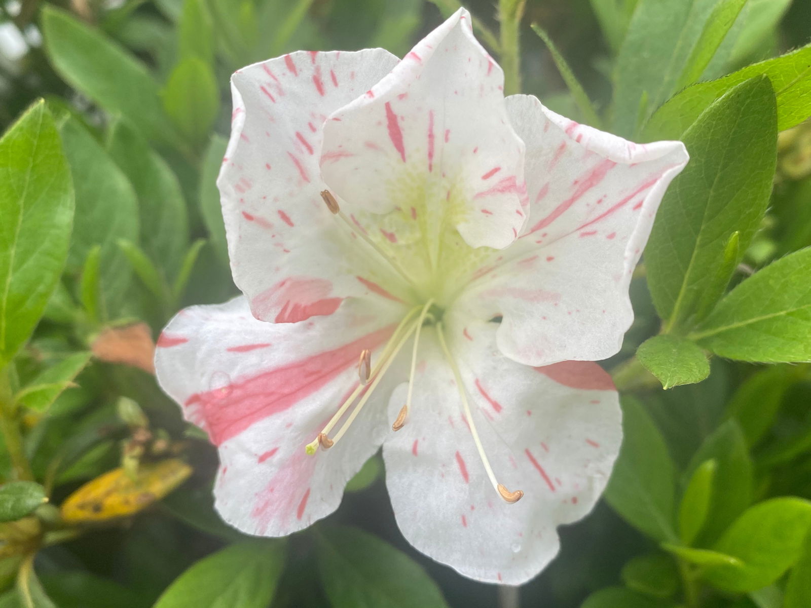 - Azalea 'Iveryana’ Variegated White Southern Indica Azalea - Mr Maple │ Buy Japanese Maple Trees