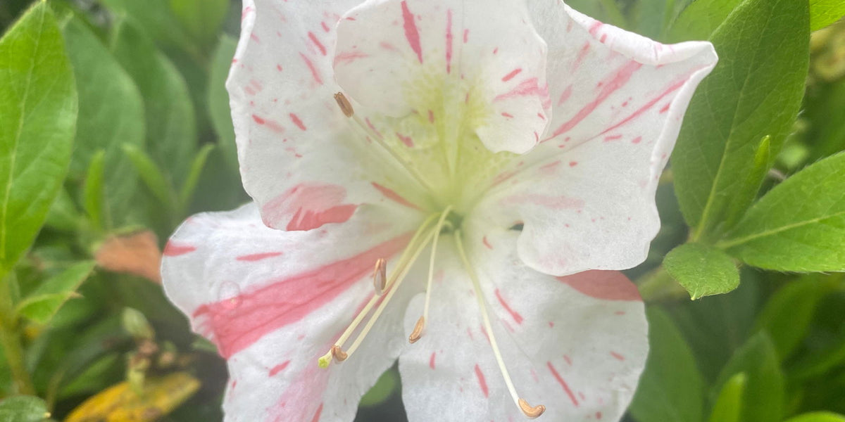 Azalea_Iveryana_Variegated_Whi