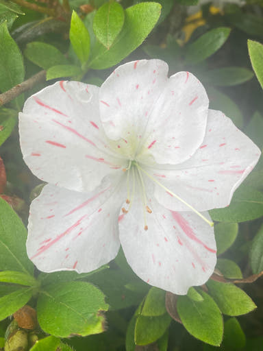 - Azalea 'Iveryana’ Variegated White Southern Indica Azalea - Mr Maple │ Buy Japanese Maple Trees