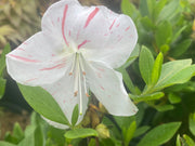 - Azalea 'Iveryana’ Variegated White Southern Indica Azalea - Mr Maple │ Buy Japanese Maple Trees