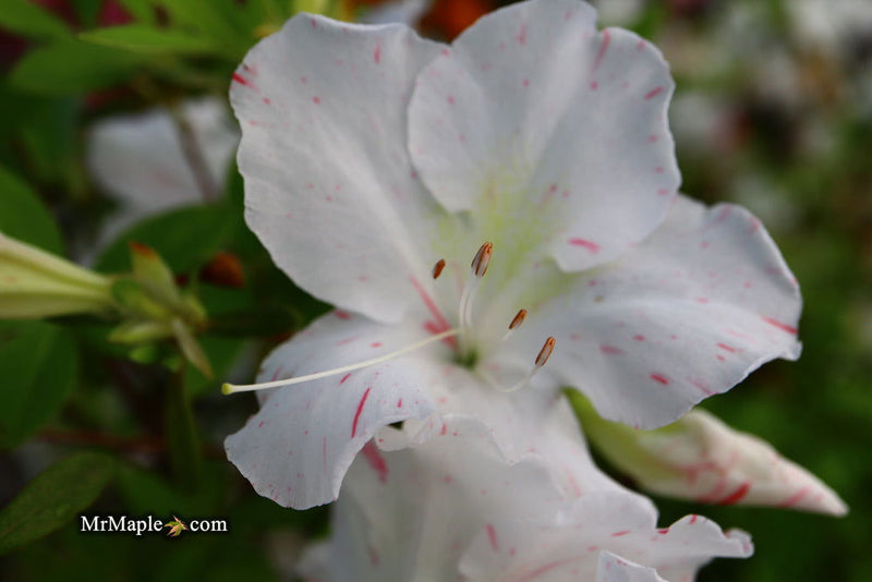 - Azalea 'Iveryana’ Variegated White Southern Indica Azalea - Mr Maple │ Buy Japanese Maple Trees