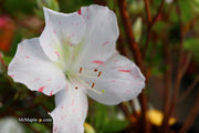 - Azalea 'Iveryana’ Variegated White Southern Indica Azalea - Mr Maple │ Buy Japanese Maple Trees