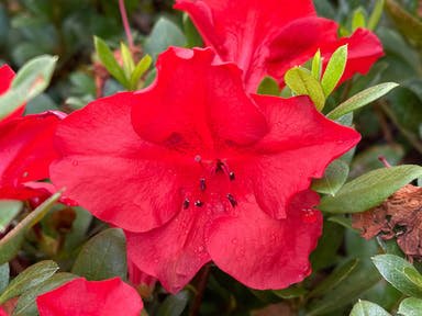 - Azalea 'J. Valentine’ Red Flowering Harris Azalea - Mr Maple │ Buy Japanese Maple Trees