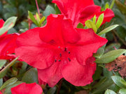 - Azalea 'J. Valentine’ Red Flowering Harris Azalea - Mr Maple │ Buy Japanese Maple Trees