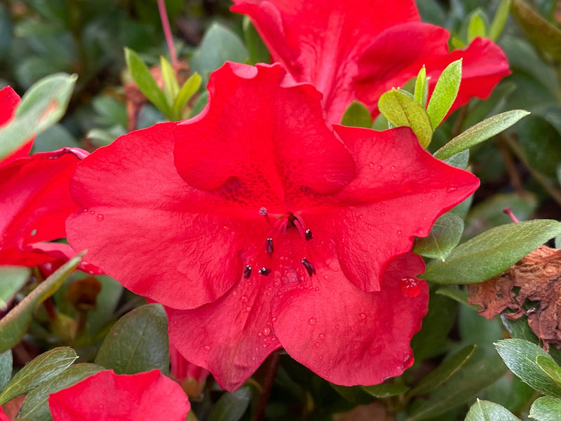 - Azalea 'J. Valentine’ Red Flowering Harris Azalea - Mr Maple │ Buy Japanese Maple Trees