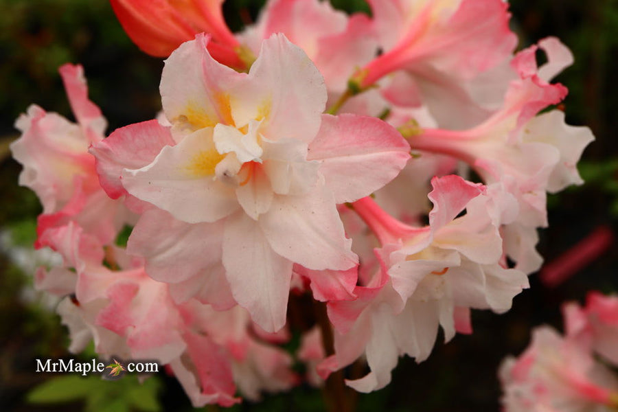 Buy Azalea 'Jack A. Sand' Pink Peach Flowers Deciduous Azalea — Mr