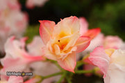 - Azalea 'Jack A. Sand’ Pink Flowers Deciduous Azalea - Mr Maple │ Buy Japanese Maple Trees