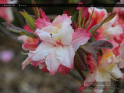 - Azalea 'Jack A. Sand’ Pink Flowers Deciduous Azalea - Mr Maple │ Buy Japanese Maple Trees