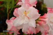 - Azalea 'Jack A. Sand’ Pink Flowers Deciduous Azalea - Mr Maple │ Buy Japanese Maple Trees