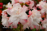 - Azalea 'Jack A. Sand’ Pink Flowers Deciduous Azalea - Mr Maple │ Buy Japanese Maple Trees