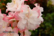- Azalea 'Jack A. Sand’ Pink Flowers Deciduous Azalea - Mr Maple │ Buy Japanese Maple Trees