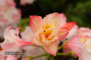 - Azalea 'Jack A. Sand’ Pink Flowers Deciduous Azalea - Mr Maple │ Buy Japanese Maple Trees