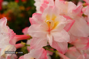 - Azalea 'Jack A. Sand’ Pink Flowers Deciduous Azalea - Mr Maple │ Buy Japanese Maple Trees
