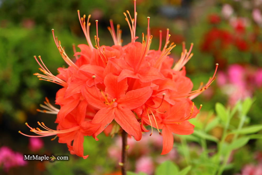 Buy Azalea 'Jake's Red' Compact Oconee Native Azalea — Mr Maple