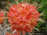 - Azalea 'Jake’s Red’ Compact Oconee Native Azalea - Mr Maple │ Buy Japanese Maple Trees