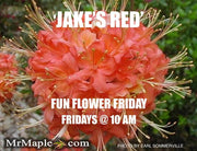 - Azalea 'Jake’s Red’ Compact Oconee Native Azalea - Mr Maple │ Buy Japanese Maple Trees