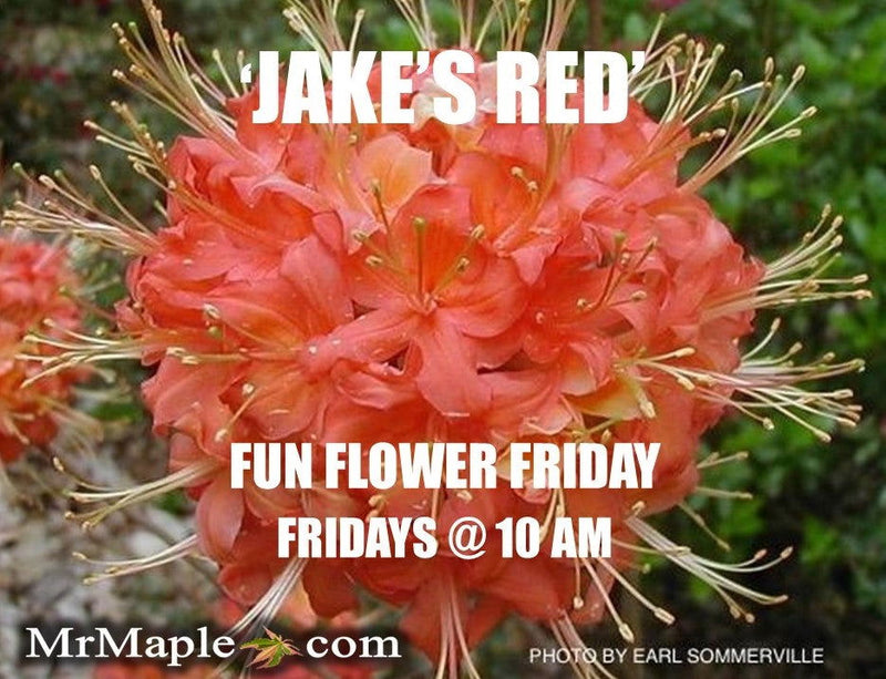 - Azalea 'Jake’s Red’ Compact Oconee Native Azalea - Mr Maple │ Buy Japanese Maple Trees