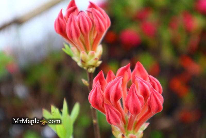 - Azalea 'Jake’s Red’ Compact Oconee Native Azalea - Mr Maple │ Buy Japanese Maple Trees