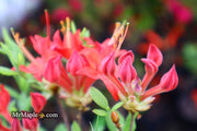 - Azalea 'Jake’s Red’ Compact Oconee Native Azalea - Mr Maple │ Buy Japanese Maple Trees