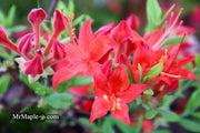 - Azalea 'Jake’s Red’ Compact Oconee Native Azalea - Mr Maple │ Buy Japanese Maple Trees