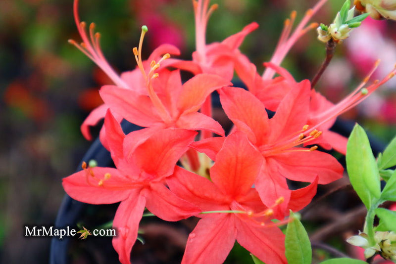 - Azalea 'Jake’s Red’ Compact Oconee Native Azalea - Mr Maple │ Buy Japanese Maple Trees