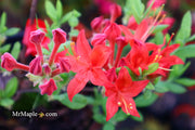 - Azalea 'Jake’s Red’ Compact Oconee Native Azalea - Mr Maple │ Buy Japanese Maple Trees