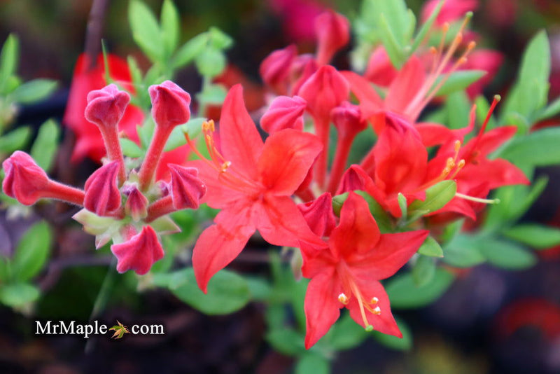 - Azalea 'Jake’s Red’ Compact Oconee Native Azalea - Mr Maple │ Buy Japanese Maple Trees