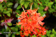 - Azalea 'Jake’s Red’ Compact Oconee Native Azalea - Mr Maple │ Buy Japanese Maple Trees