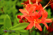 - Azalea 'Jake’s Red’ Compact Oconee Native Azalea - Mr Maple │ Buy Japanese Maple Trees
