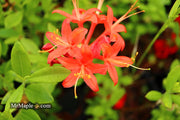 - Azalea 'Jake’s Red’ Compact Oconee Native Azalea - Mr Maple │ Buy Japanese Maple Trees