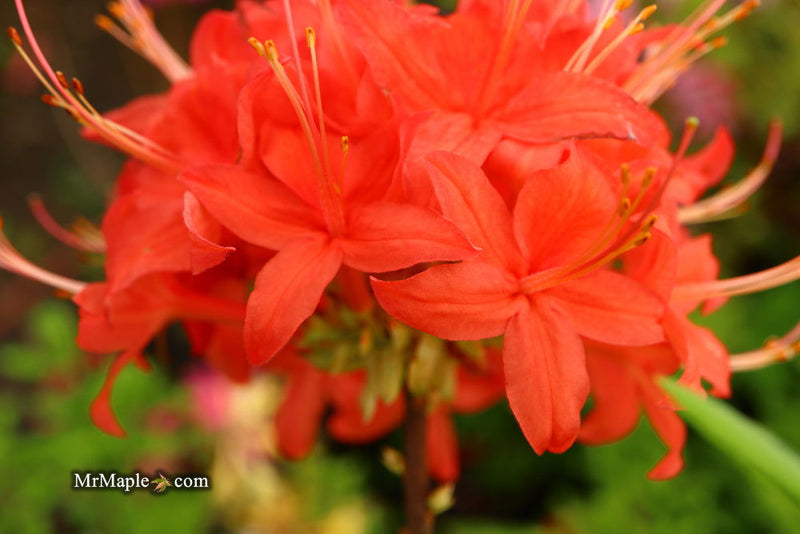 - Azalea 'Jake’s Red’ Compact Oconee Native Azalea - Mr Maple │ Buy Japanese Maple Trees