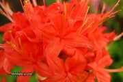 - Azalea 'Jake’s Red’ Compact Oconee Native Azalea - Mr Maple │ Buy Japanese Maple Trees
