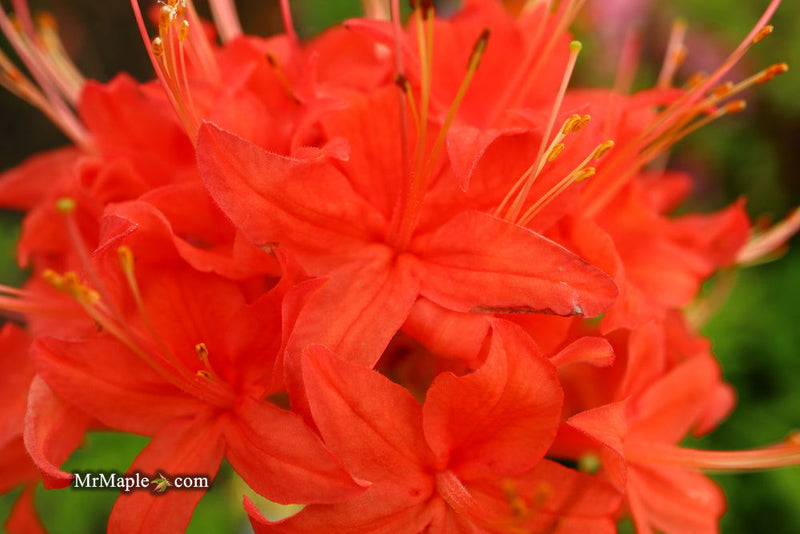 - Azalea 'Jake’s Red’ Compact Oconee Native Azalea - Mr Maple │ Buy Japanese Maple Trees