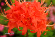 - Azalea 'Jake’s Red’ Compact Oconee Native Azalea - Mr Maple │ Buy Japanese Maple Trees