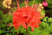 - Azalea 'Jake’s Red’ Compact Oconee Native Azalea - Mr Maple │ Buy Japanese Maple Trees