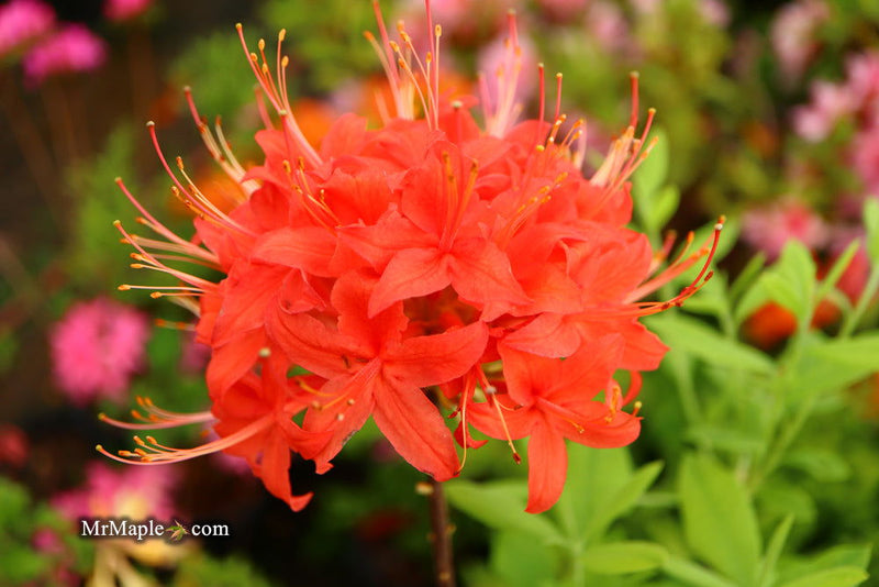 - Azalea 'Jake’s Red’ Compact Oconee Native Azalea - Mr Maple │ Buy Japanese Maple Trees