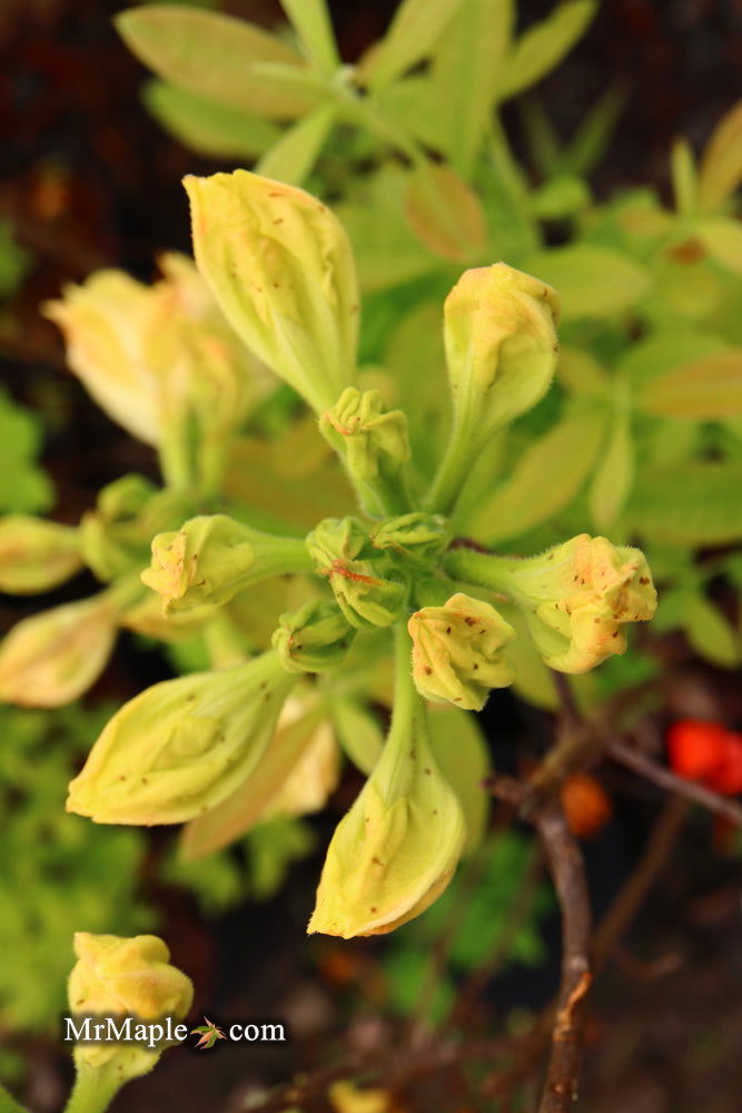 - Azalea 'Jan Sturges’ Yellow Flowers Deciduous Azalea - Mr Maple │ Buy Japanese Maple Trees