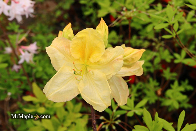 - Azalea 'Jan Sturges’ Yellow Flowers Deciduous Azalea - Mr Maple │ Buy Japanese Maple Trees