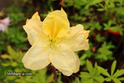 - Azalea 'Jan Sturges’ Yellow Flowers Deciduous Azalea - Mr Maple │ Buy Japanese Maple Trees