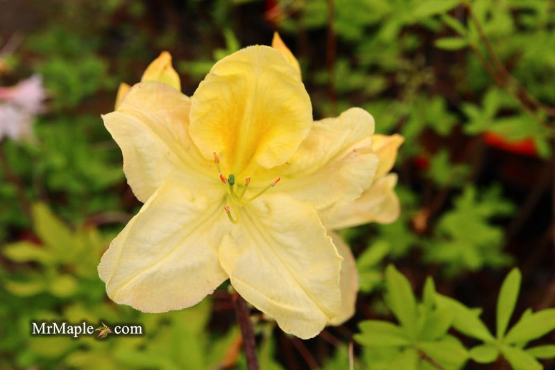 - Azalea 'Jan Sturges’ Yellow Flowers Deciduous Azalea - Mr Maple │ Buy Japanese Maple Trees