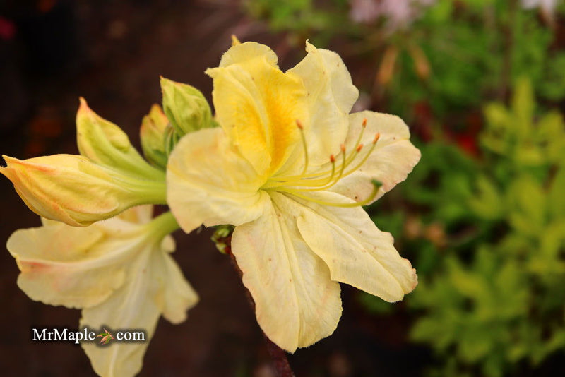 - Azalea 'Jan Sturges’ Yellow Flowers Deciduous Azalea - Mr Maple │ Buy Japanese Maple Trees