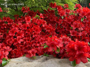 - Azalea 'Johanna' Evergreen Azalea - Mr Maple │ Buy Japanese Maple Trees