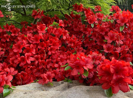 - Azalea 'Johanna' Evergreen Azalea - Mr Maple │ Buy Japanese Maple Trees