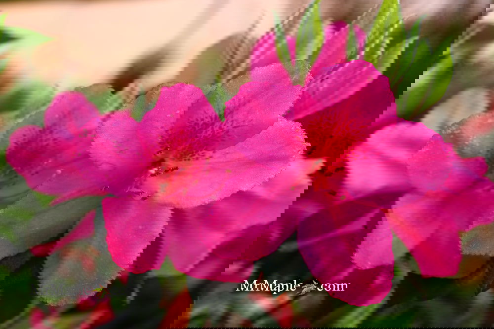 Buiy Azalea 'Judge Solomon' Southern Indica Pink Azalea — Mr Maple